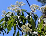 Photinia serratifolia. Ветвь с соцветиями. Краснодарский край, г. Сочи, Дендрарий. 04.04.2018.