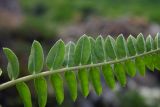 Astragalus demetrii. Часть листа (нижняя сторона). Республика Адыгея, Майкопский р-н, ок. 6 км юго-восточнее хутора Победа, хребет Скалистый (Уна-Коз), скала Галкина, у скального обрыва. 05.05.2018.