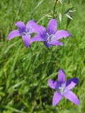 Campanula patula. Соцветие. Марий Эл, г. Йошкар-Ола, Сосновая роща. 23.06.2018.