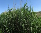 Phragmites altissimus