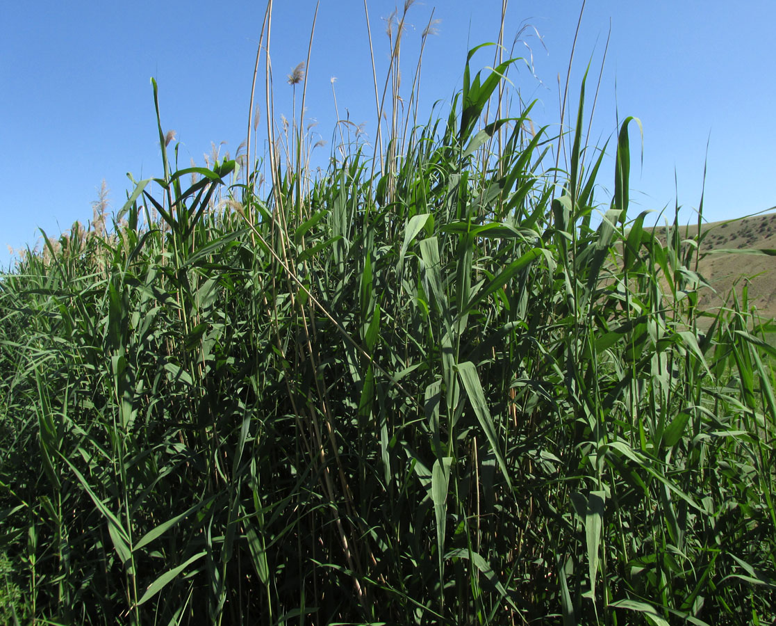 Изображение особи Phragmites altissimus.