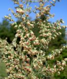 Artemisia vulgaris