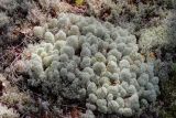 Cladonia stellaris