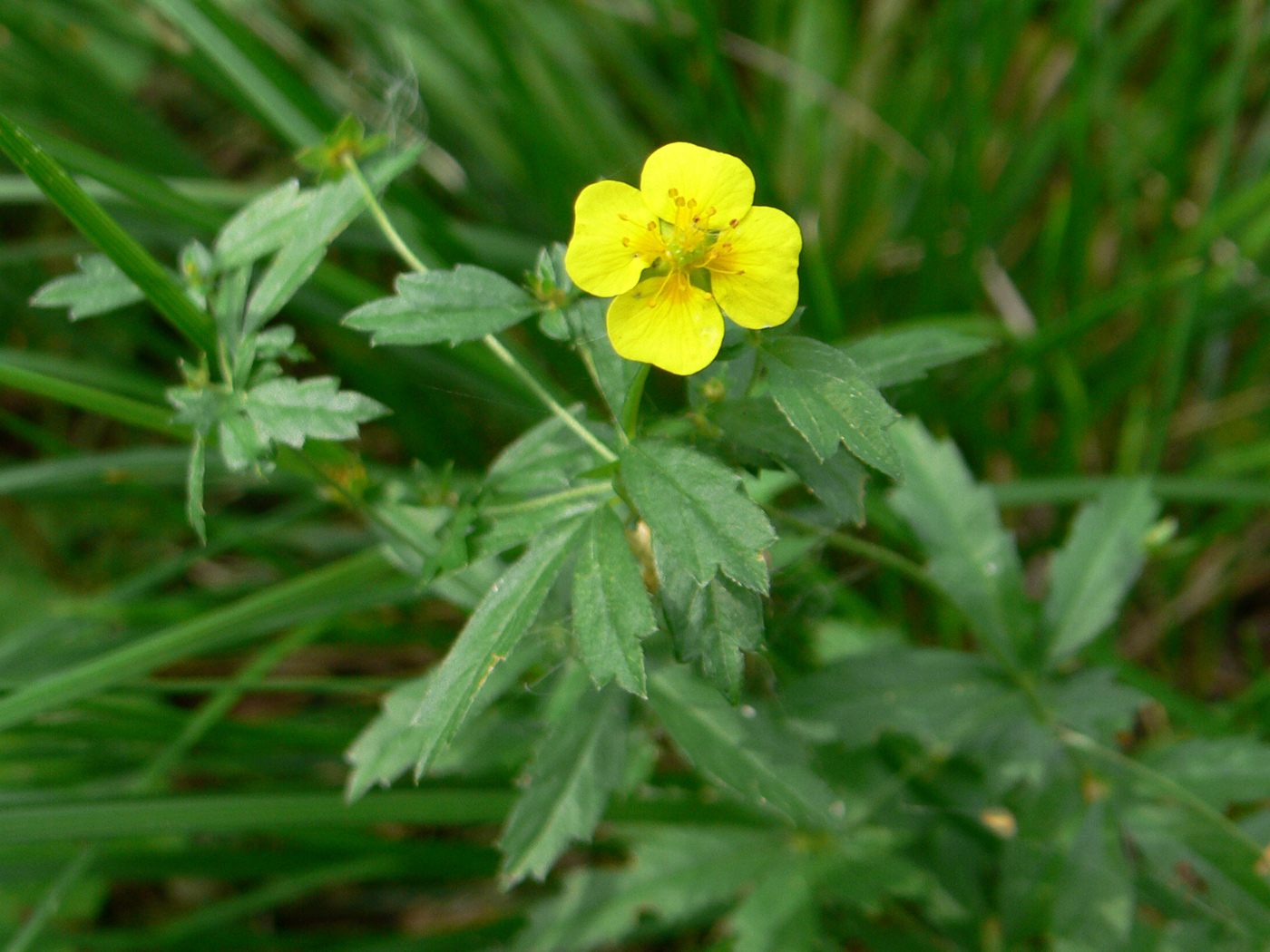 Изображение особи Potentilla erecta.