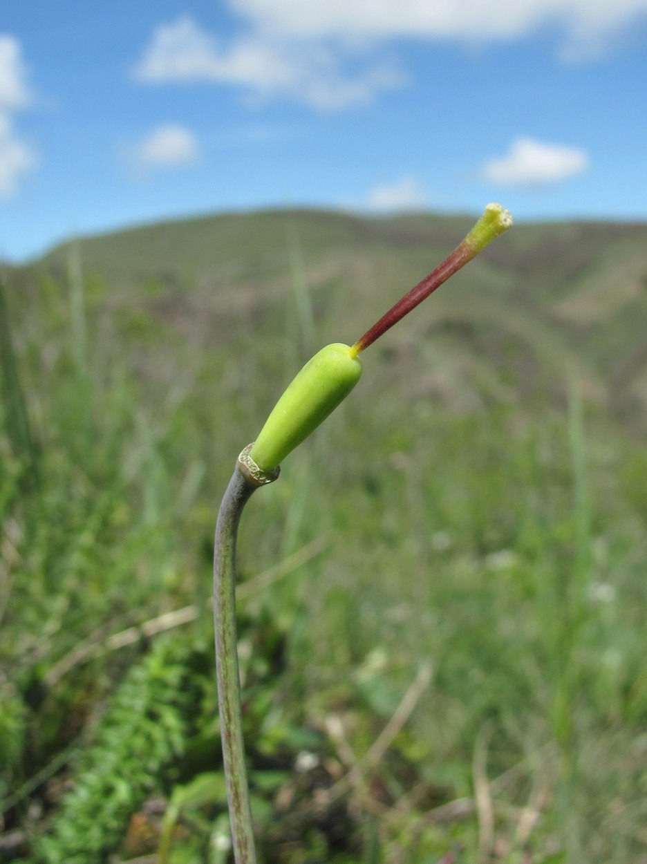 Изображение особи Fritillaria caucasica.