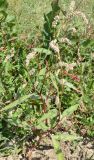 Persicaria maculosa