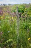 Cirsium palustre