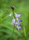 Astragalus subpolaris