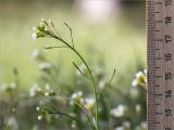 Arabidopsis thaliana. Верхушка цветущего и плодоносящего растения. Ленинградская обл., Кингисеппский р-н, Кургальский п-ов, берег оз. Белое, поляна в сосновом лесу. 23.05.2020.