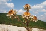 Carlina biebersteinii. Верхушка плодоносящего растения. Краснодарский край, Абинский р-н, окр. станицы Шапсугская, мергелевый карьер, на отвале породы. 15.10.2014.