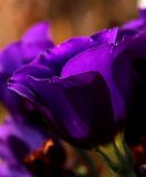 Eustoma grandiflorum