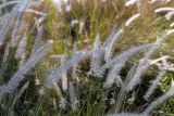 Pennisetum setaceum