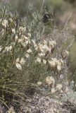 Astragalus ucrainicus