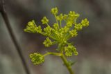 Ferulago galbanifera. Соцветие. Ростовская обл., Каменский р-н, окр. станицы Калитвенская, степной склон. 05.06.2022.