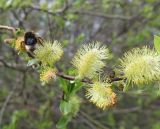 Salix myrsinifolia