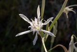 Pancratium maritimum