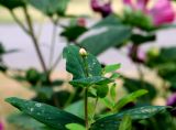 Hypericum androsaemum