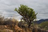 семейство Cactaceae