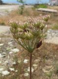 Pimpinella peregrina. Соплодие. Крым, Ялта, Грузпорт, выбитый участок с рудеральной растительностью. 11 июля 2011 г.