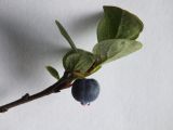 Vaccinium uliginosum