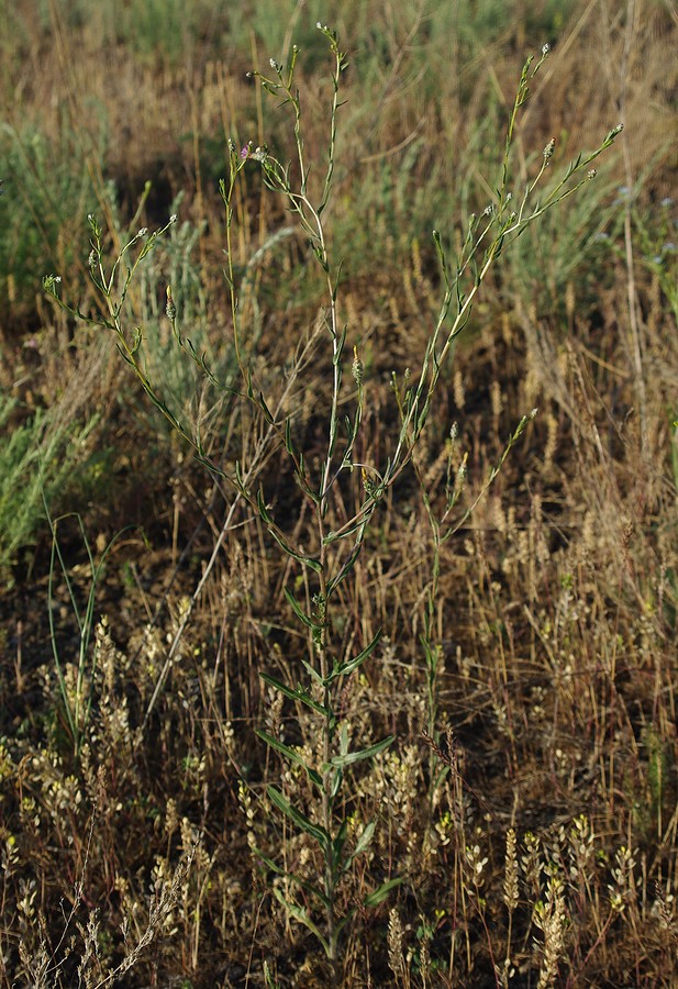 Image of Hyalea pulchella specimen.