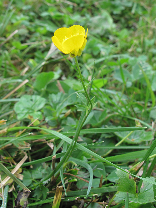 Изображение особи род Ranunculus.