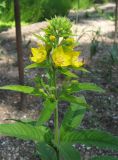 Lysimachia verticillaris