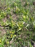 Gagea dschungarica. Цветущие растения. Киргизия, Баткенская обл., Алайский хр. 20 апреля 2011 г.