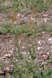 Rumex acetosella. Цветущее растение. Крым, Южный склон Демерджи. 7 июня 2013 г.