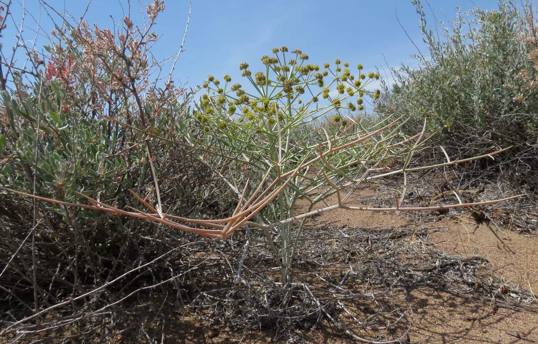 Изображение особи Ferula karelinii.