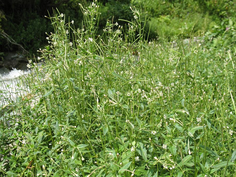 Изображение особи Epilobium cylindricum.