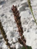 Plantago uliginosa