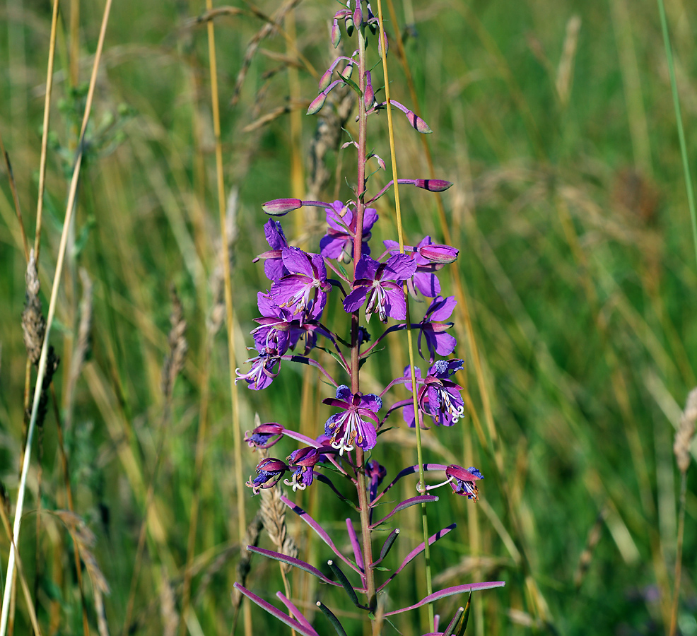 Изображение особи Chamaenerion angustifolium.