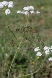 Oedibasis chaerophylloides. Соцветия. Южный Казахстан, хр. Каржантау, ущ. Кызылбулак, левый склон. 27.05.2013.