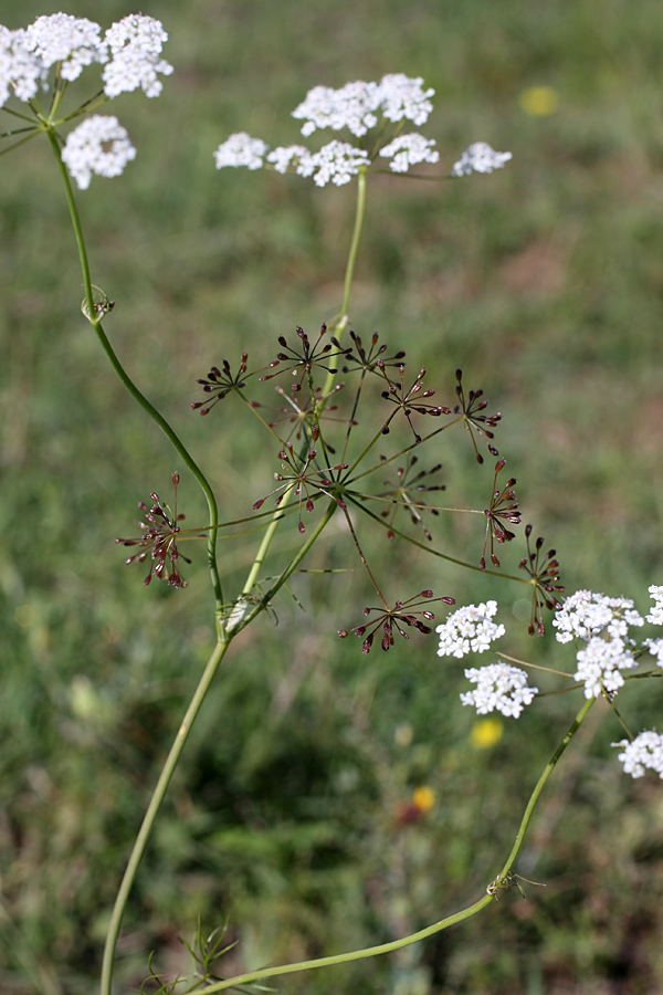 Изображение особи Oedibasis chaerophylloides.