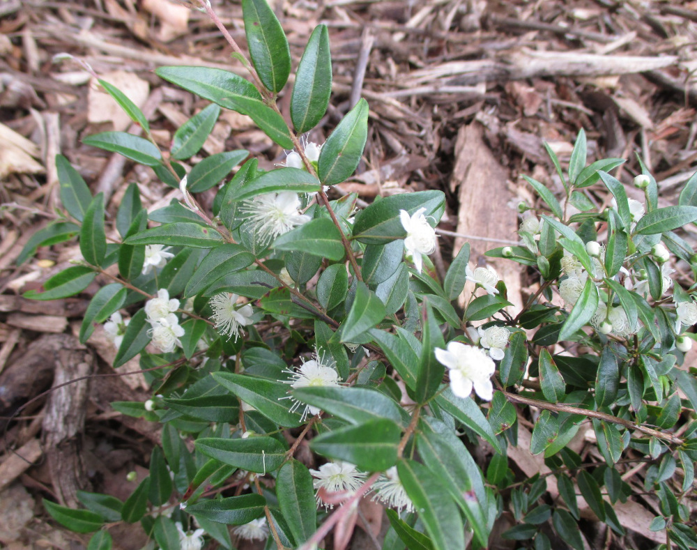 Изображение особи Austromyrtus dulcis.