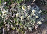 Artemisia triniana