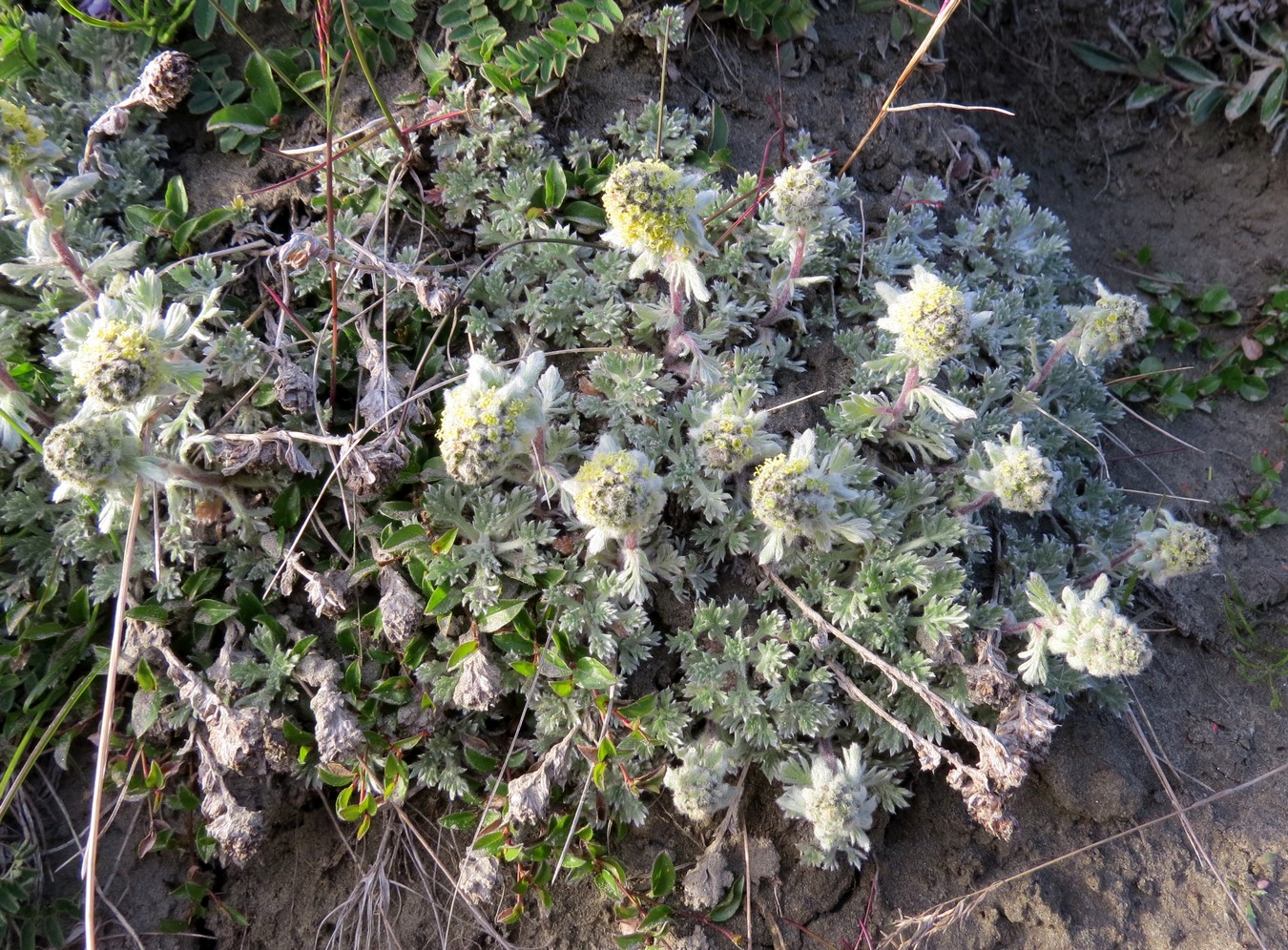 Изображение особи Artemisia triniana.