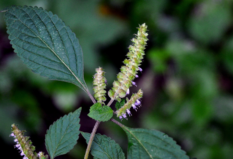 Image of Elsholtzia ciliata specimen.