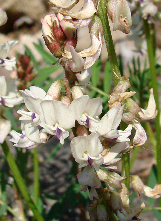 Изображение особи Astragalus tugarinovii.