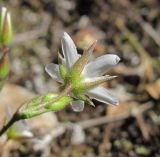 Minuartia oreina