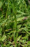 Polygala comosa