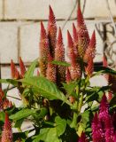 Celosia argentea