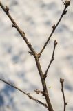 Caragana arborescens