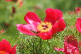 Paeonia tenuifolia. Цветок. Черноморское побережье Кавказа, окр. г. Новороссийск, южнее мыса Шесхарис, шибляк на месте деградировавших сосновых посадок. 29 апреля 2017 г.