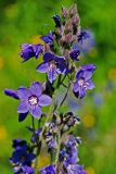 Polemonium caeruleum. Часть соцветия. Бурятия, Чивыркуйский залив, окр. пос. Чивыркуй, луг. 18.07.2009.