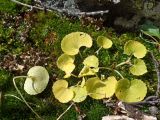 Viola biflora