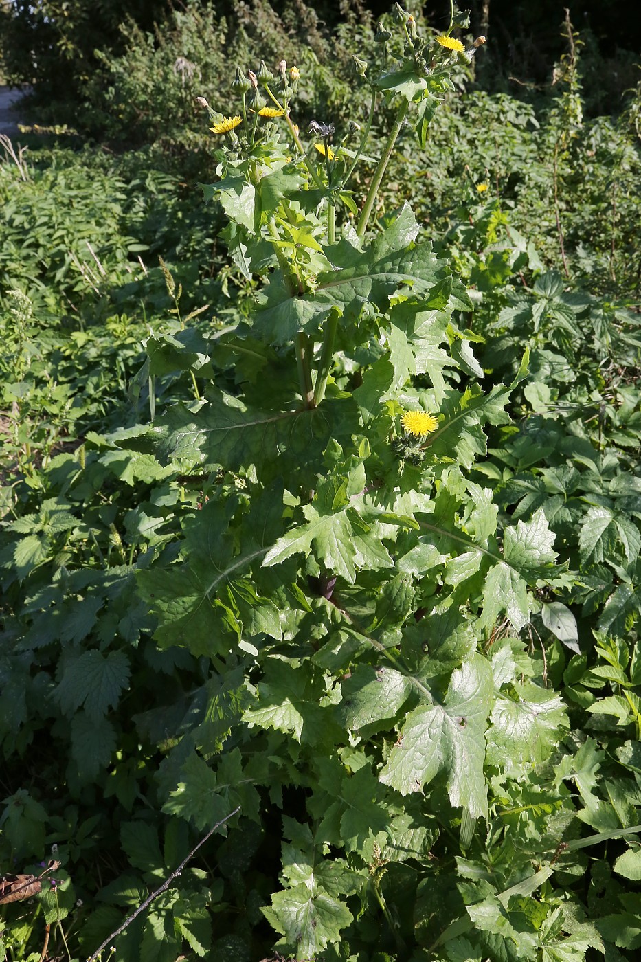 Изображение особи Sonchus oleraceus.