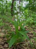 Cephalanthera longifolia