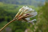 Astragalus demetrii. Соцветие. Республика Адыгея, Майкопский р-н, ок. 6 км юго-восточнее хутора Победа, хребет Скалистый (Уна-Коз), скала Галкина, у скального обрыва. 05.05.2018.